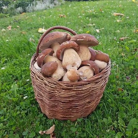 بيت ضيافة Uhliska